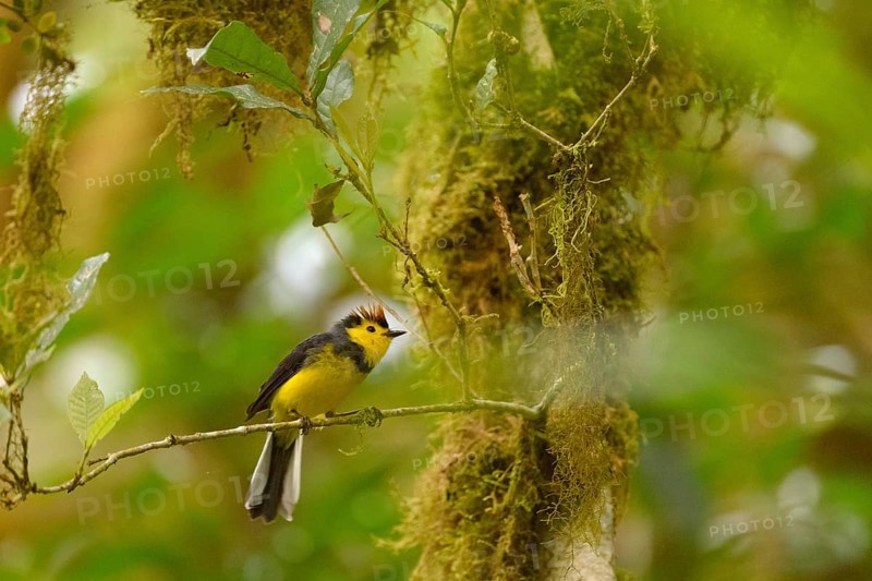 Collared Whitestart