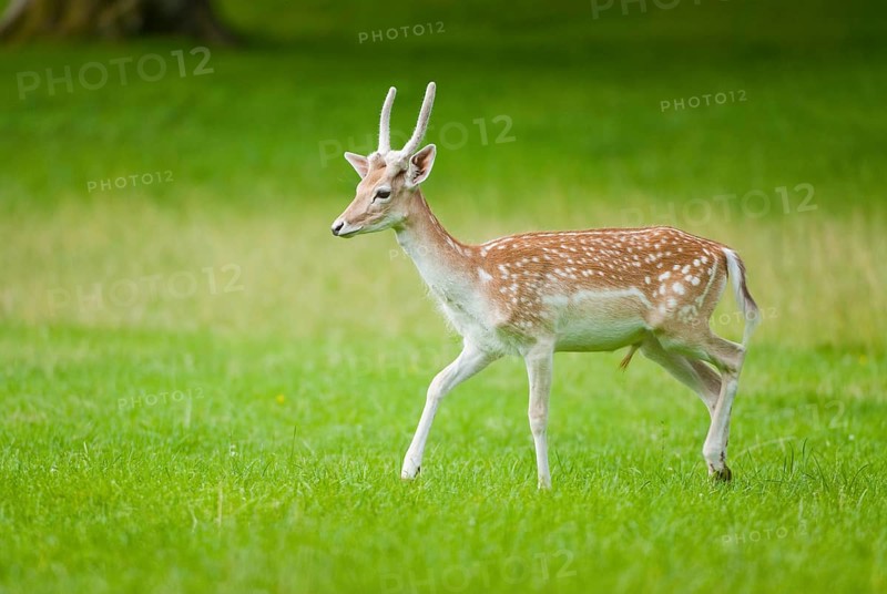 Fallow Deer (Dama dama)