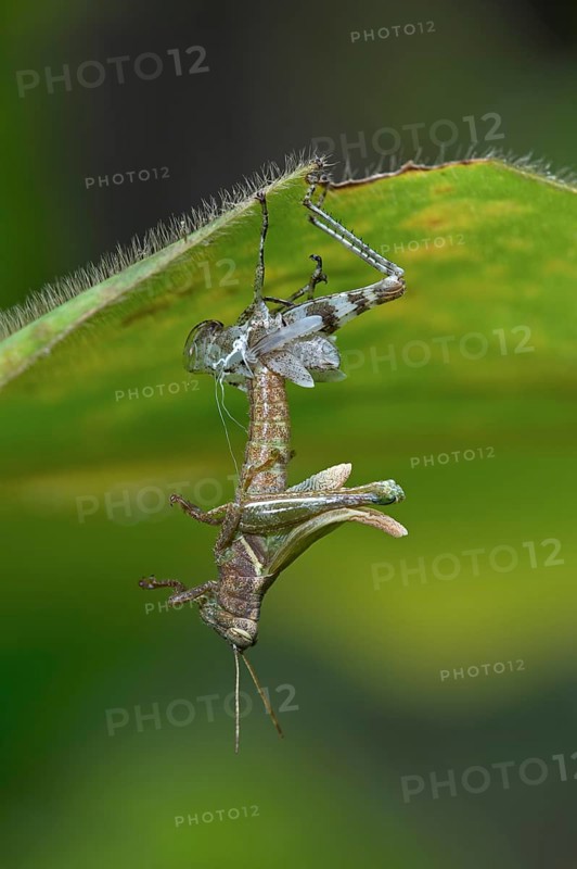 Grasshopper (Caelifera)