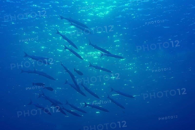 School of Sharpfin Barracuda (Sphyraena helleri)