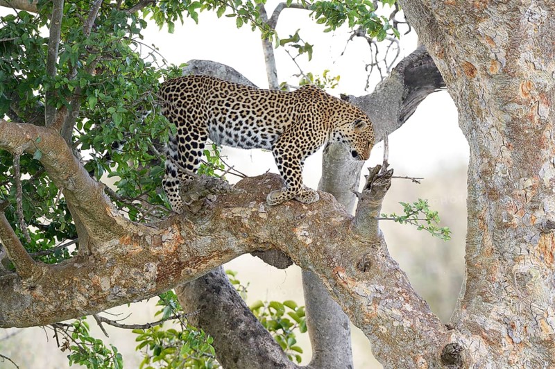 Leopard (Panthera pardus) standing in a fig tree