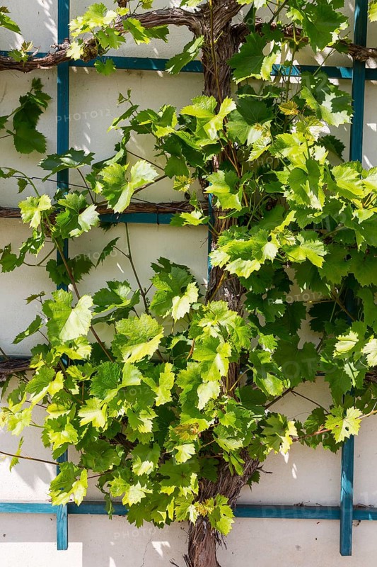 Vine growing on a trellis