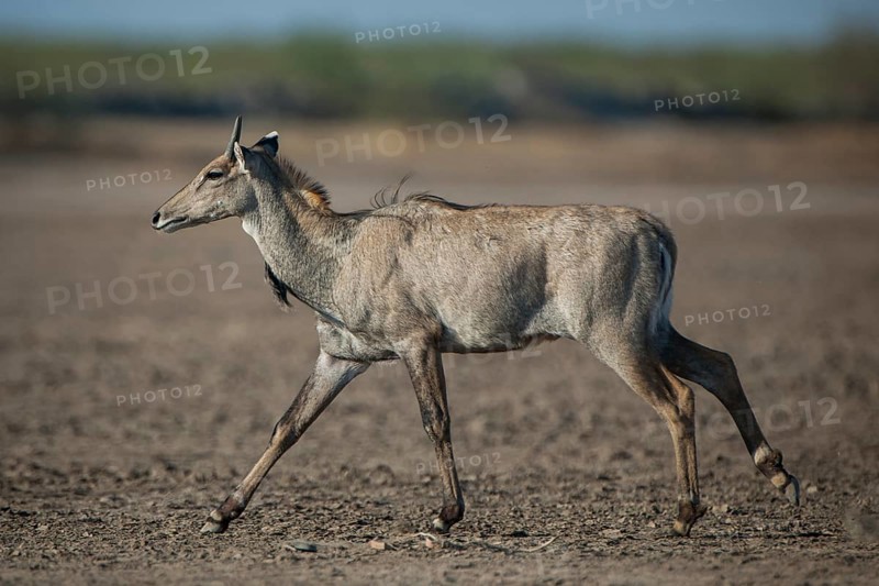 Nilgai or nilgau (Boselaphus tragocamelus)