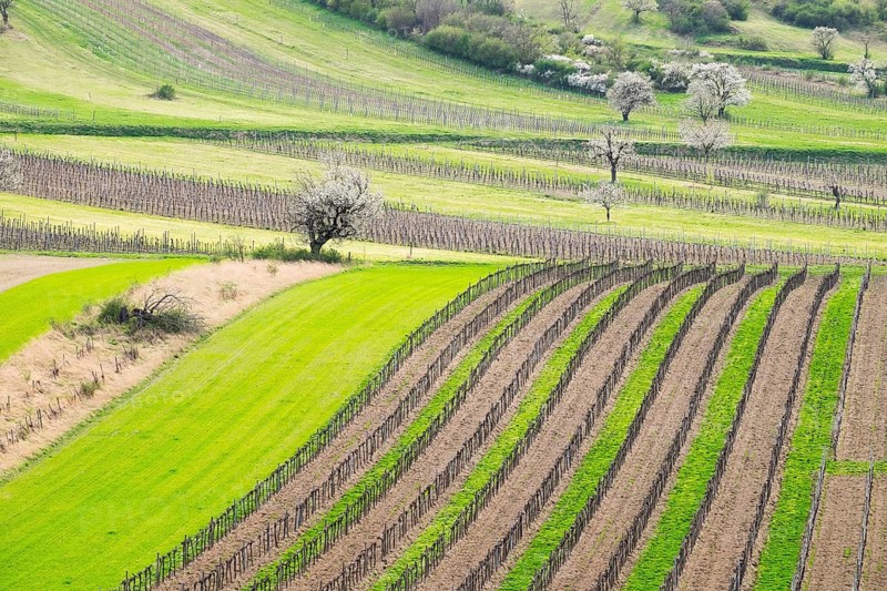 Spring landscape