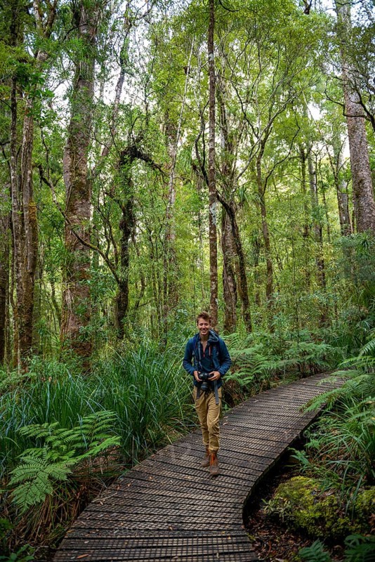Young man on hiking trail in Kauri Forest