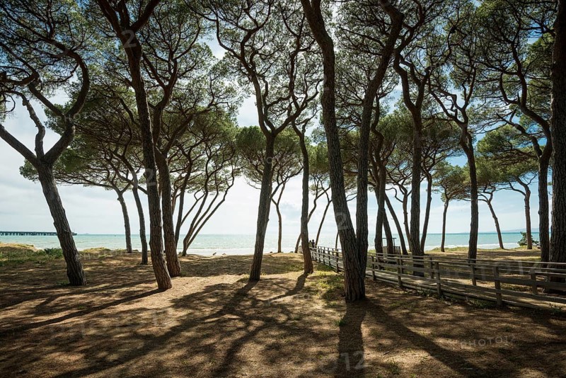 Pines (Pinus pinea) on the beach