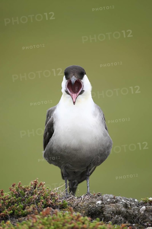 Long-tailed jaeger (Stercorarius longicaudus) regurgitating pellets