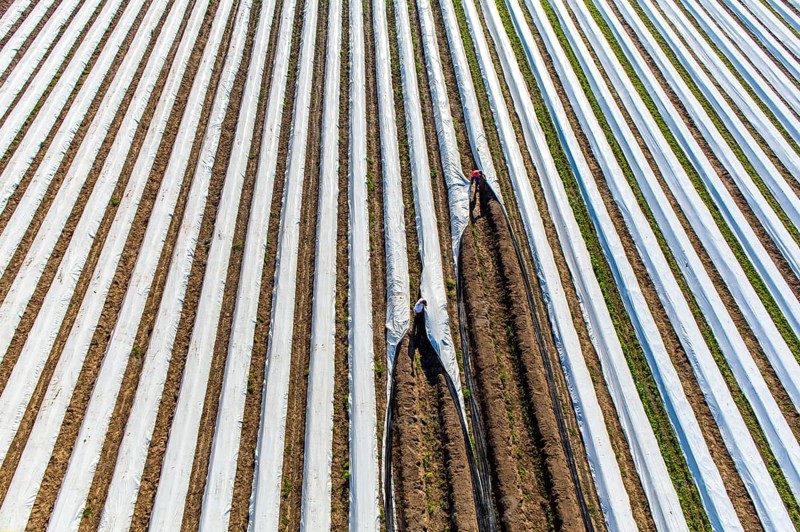 Asparagus harvest