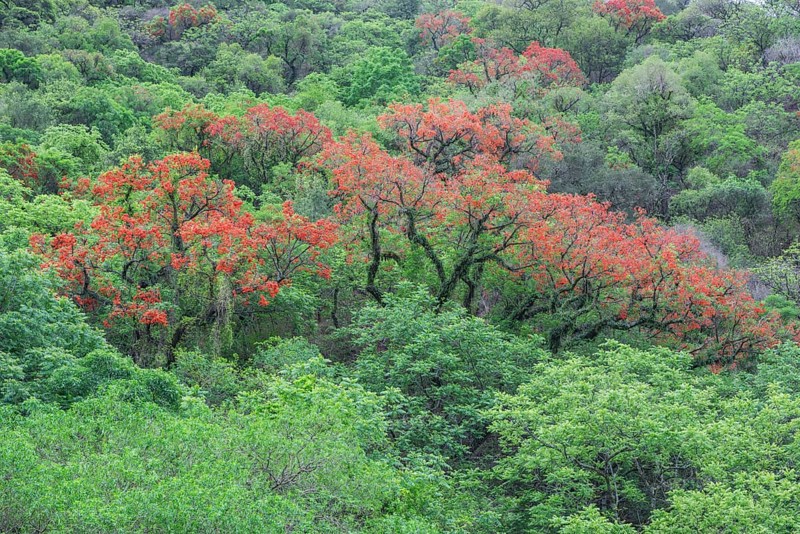 Blooming Cockspur Coral Tree (Erythrina crista-galli)
