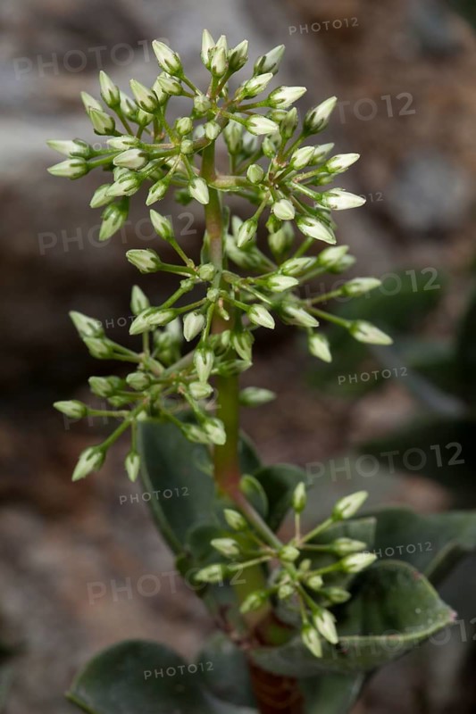 Taylor's Parches (Crassula lactea)