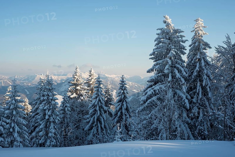 Snow covered trees
