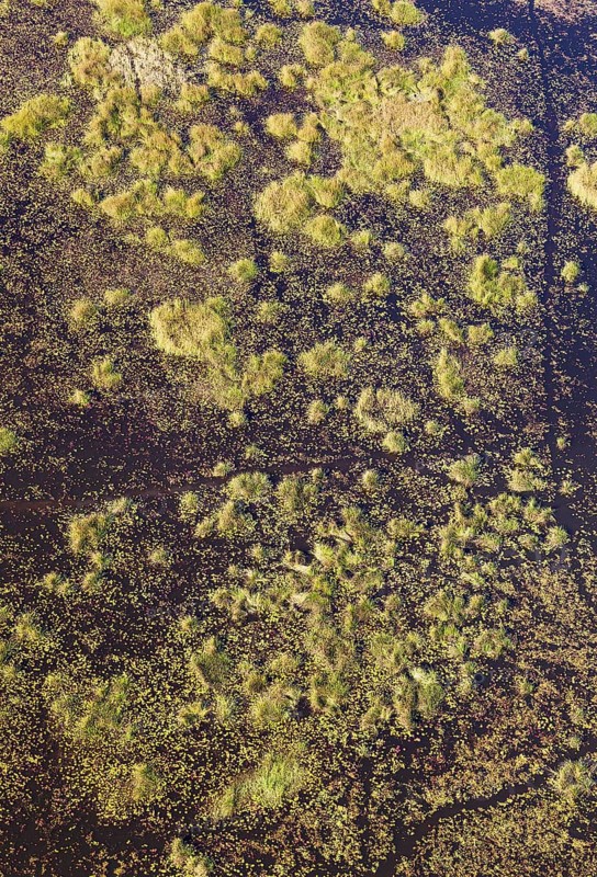 Freshwater marshes with animal trails