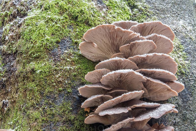 Oyster Mushroom (Pleurotus ostreatus)
