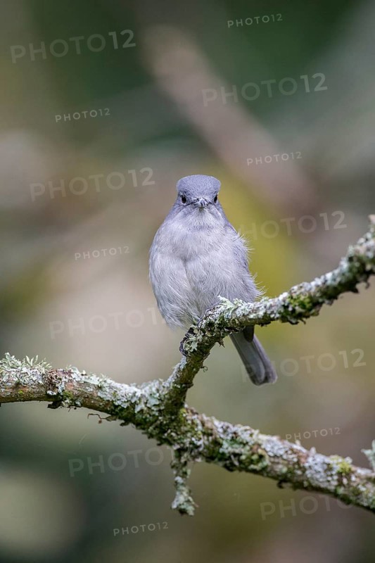 Grey-throated Tit-flycatcher (Myioparus griseigularis)
