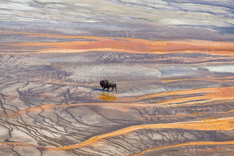 Bison crossing the sinter crust of Grand Prismatic Spring