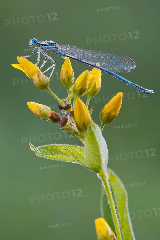 White-legged damselfly (Platycnemis pennipes)