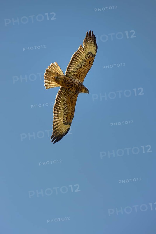 Galapagos hawk (Buteo galapagoensis)
