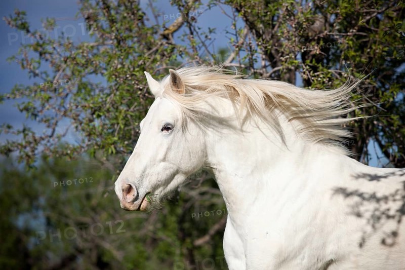 Appaloosa mix