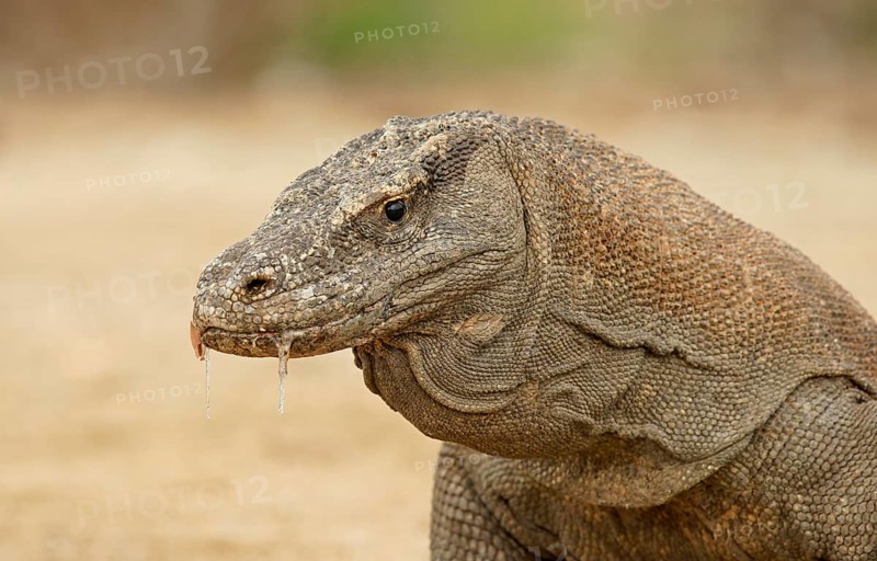 Komodo Dragon (Varanus komodoensis)