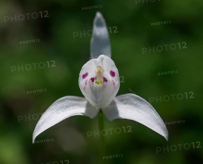 Little Pigeon Orchid (Codonorchis lessonii)
