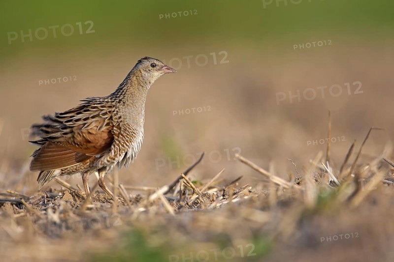Corncrake (Crex crex)
