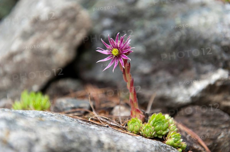 Mountain Houseleek (Sempervivum montanum)