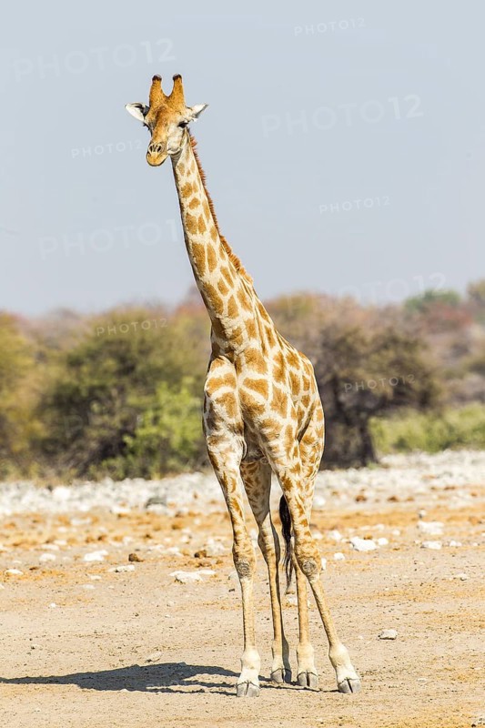 Giraffe (Giraffa camelopardalis)