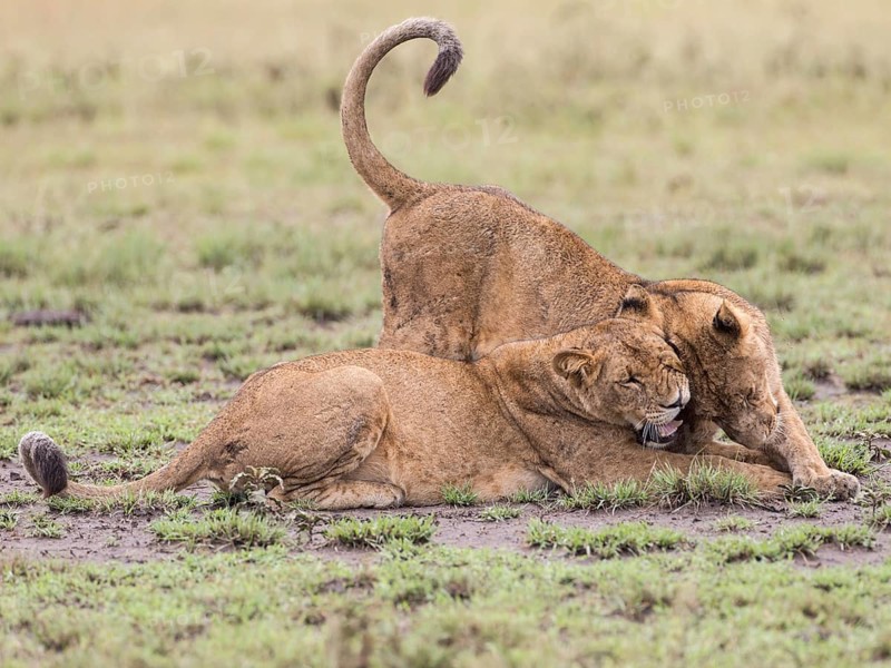Lions (Panthera leo)
