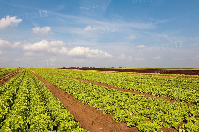 Lettuce fields