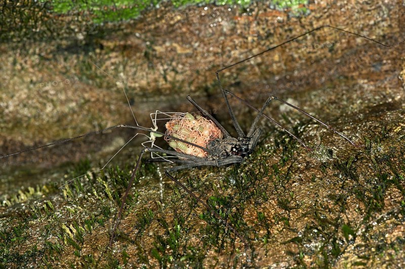 Whip Spider (Heterophrynus elaphus)