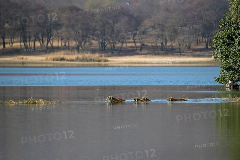 Wild Indian Tigers or Bengal Tigers