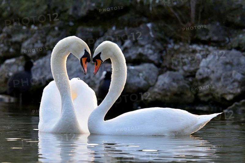 Mute swan (Cygnus olor) pair