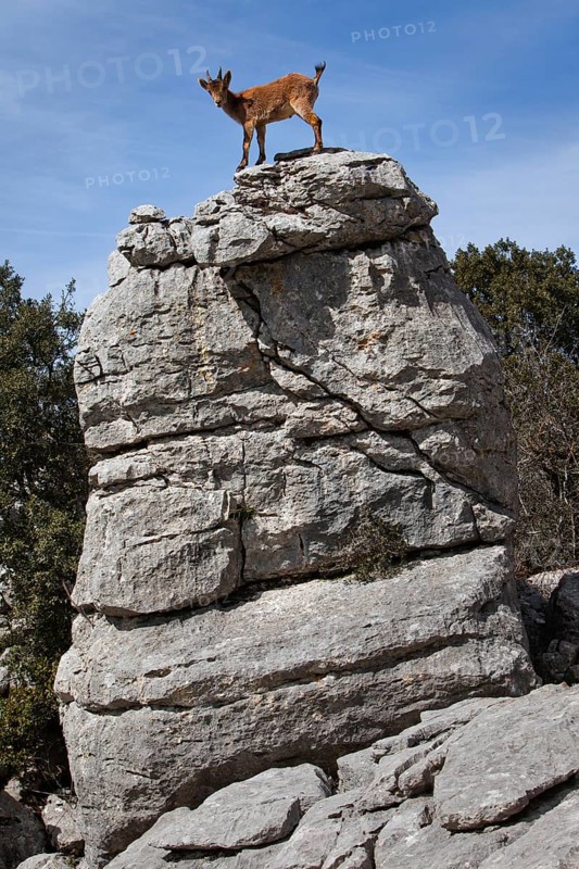 Iberian Ibex (Capra pyrenaica) in the Karst mountains