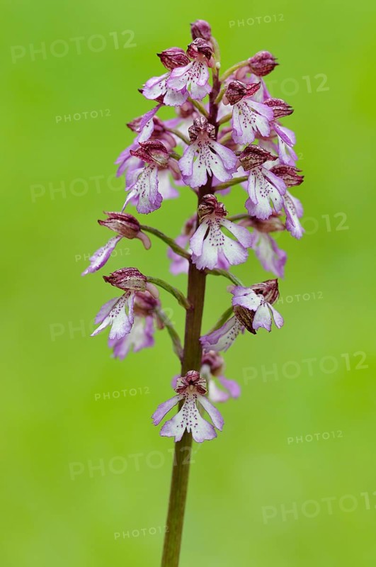 Lady orchid (Orchis purpurea)