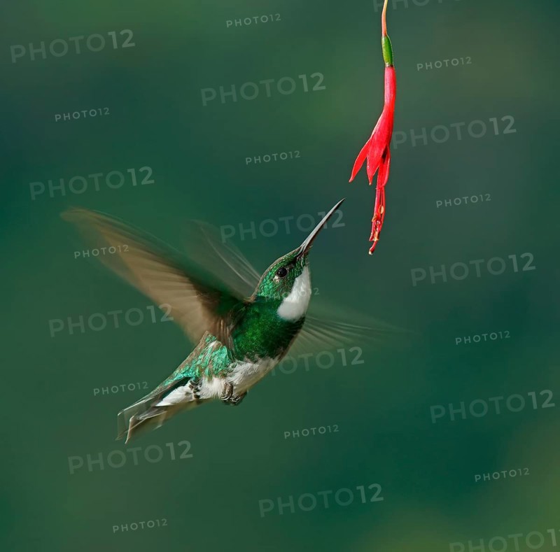 White-throated hummingbird (Leucochloris albicollis) drinking at a flower