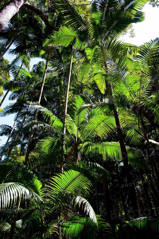 Tropical trees
