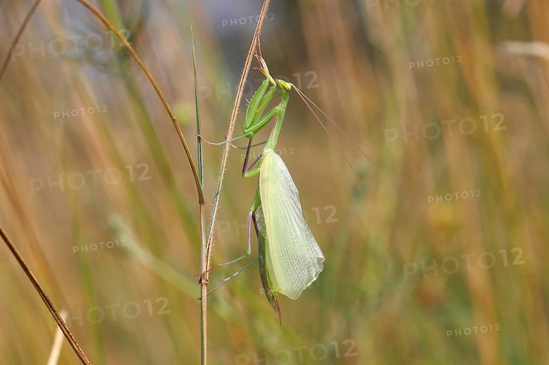 Praying Mantis (Mantis religiosa)