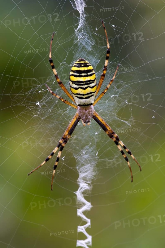 Orb-weaving Spider (Argiope bruennichi)