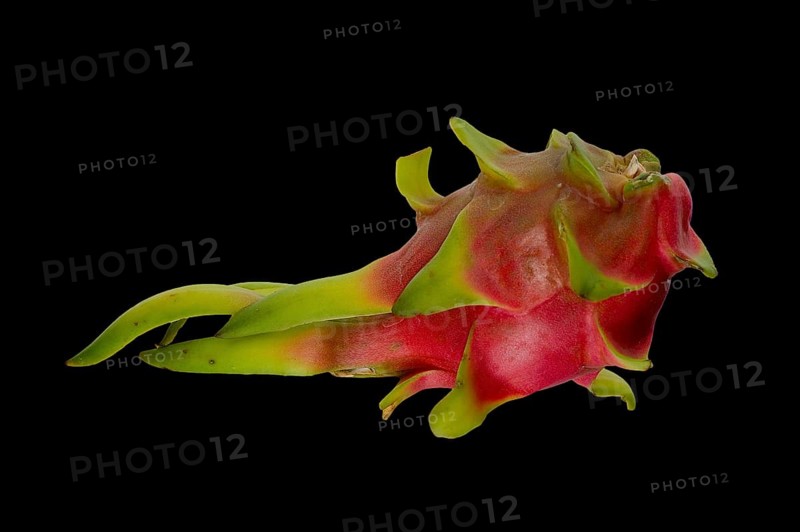 Pitahaya or Dragon Fruit (Hylocereus undatus)