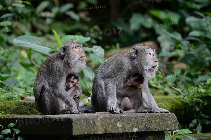 Crab-eating macaques (Macaca fascicularis) with young in the Ubud Monkey Forest