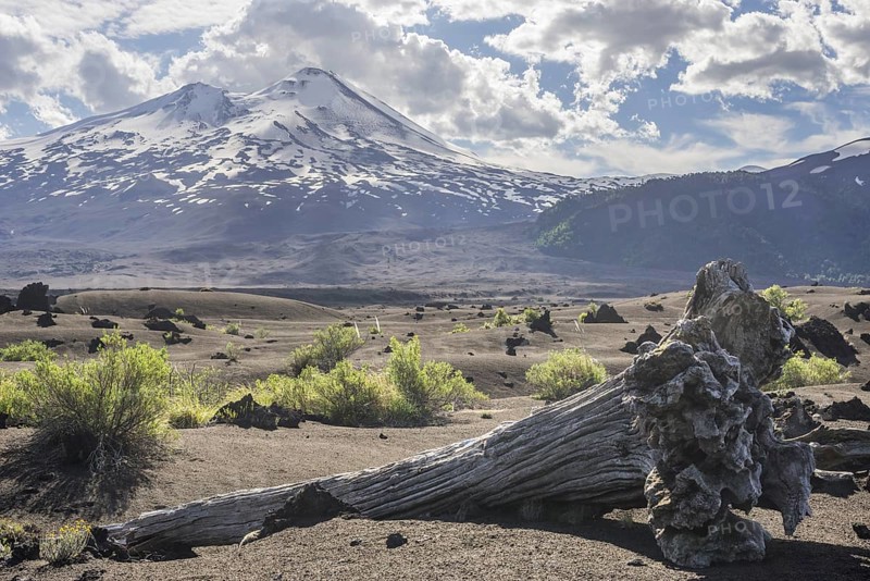 Dead tree and Llaima volcano