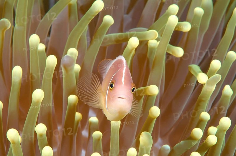 Pink Skunk Clownfish or Pink Anemonefish (Amphiprion perideraion)