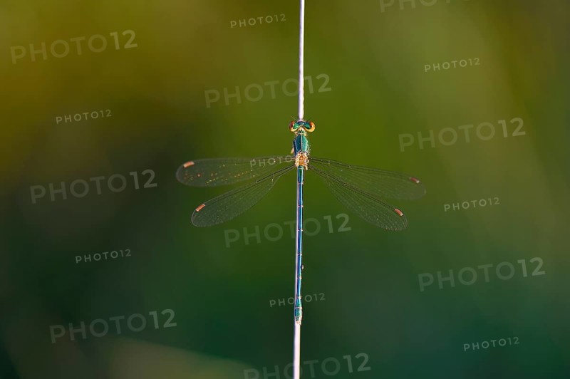 Emerald Damselfly (Lestes sponsa) on a blade of grass