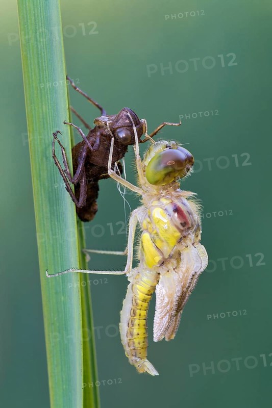 Darter (Sympetrum sp.)