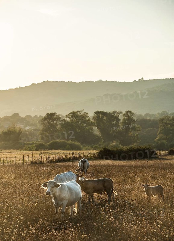 Charolais cattle in a pasture