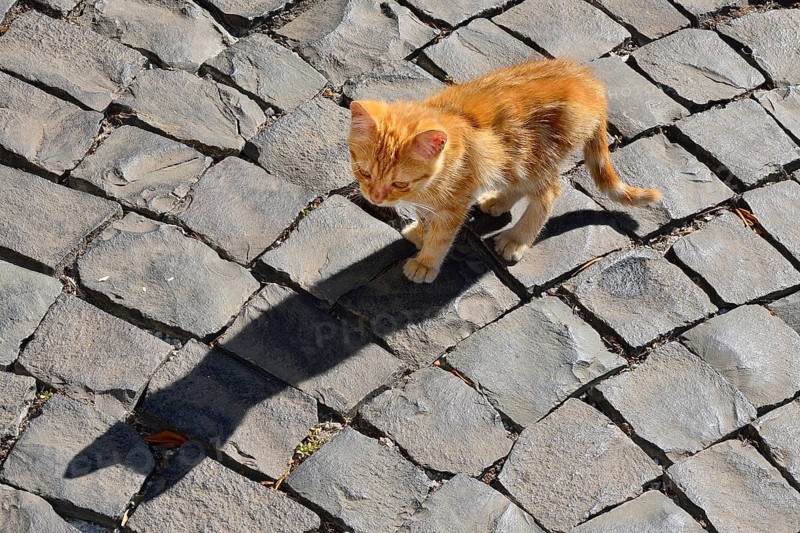 Red tabby kitten