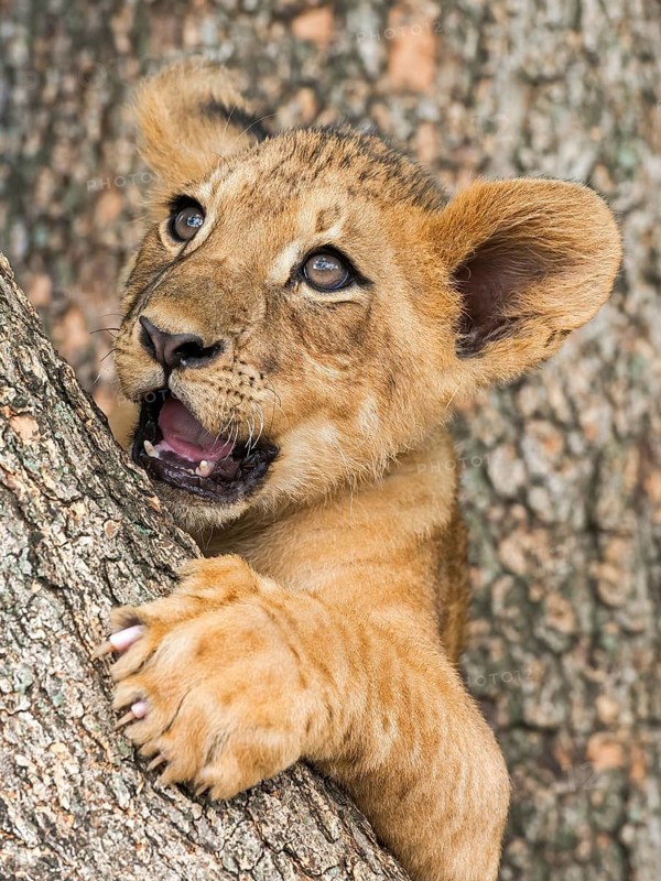 Lion cub (Panthera leo)