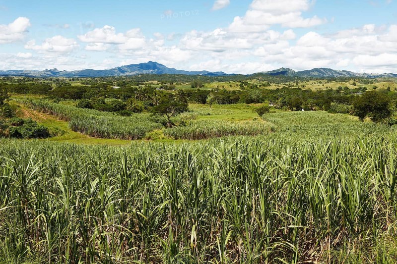 Sugar cane fields