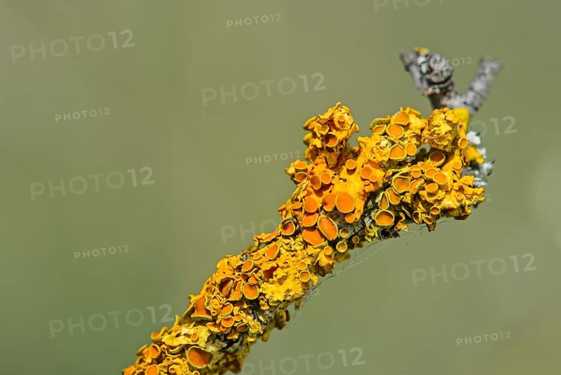 Common Orange Lichen (Xanthoria parietina) with bowl-shaped spore-bearing structures