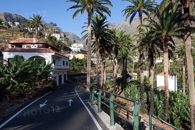Street and palm trees